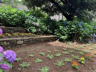 夏花壇ができました