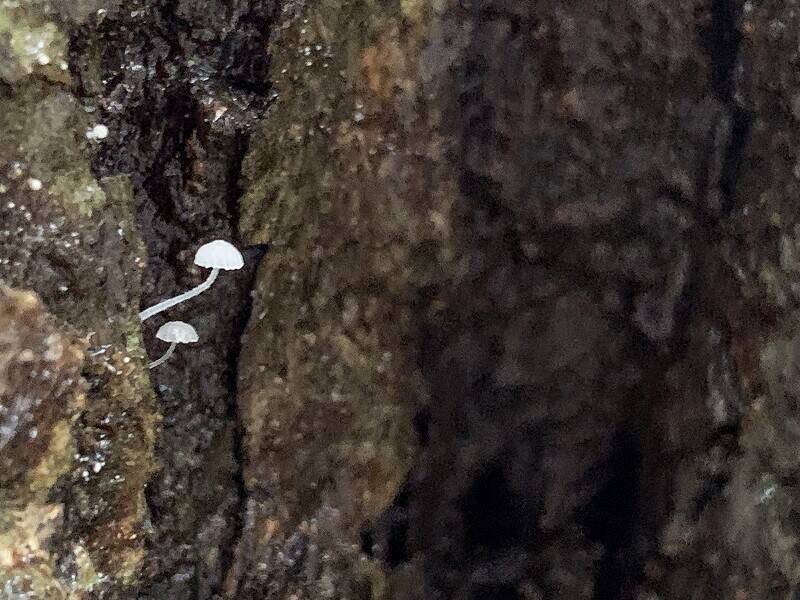 梅雨が明けません・・・の写真