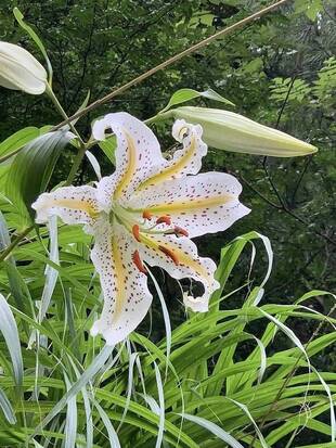 ヤマユリの季節到来