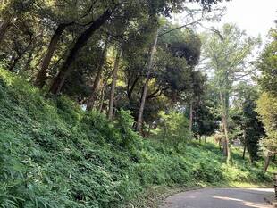 ソデ群落とマント群落