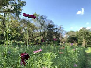 コスモス畑　もうすぐ！