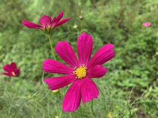 コスモス畑のようす