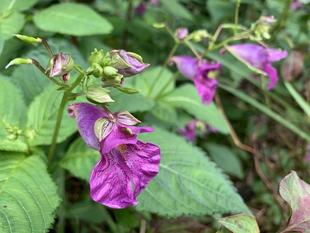 ツリフネソウの群落