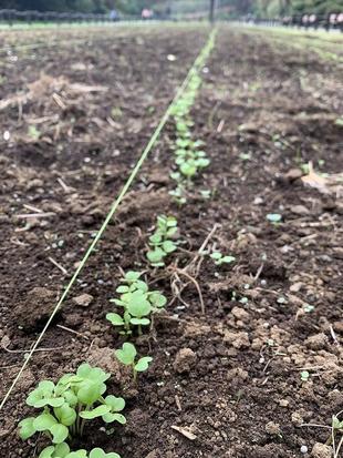 花畑の種まき　冬バージョン