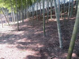 竹ボランティアの活動再開しました