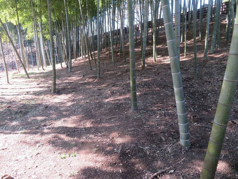 竹ボランティアの活動再開しましたの写真