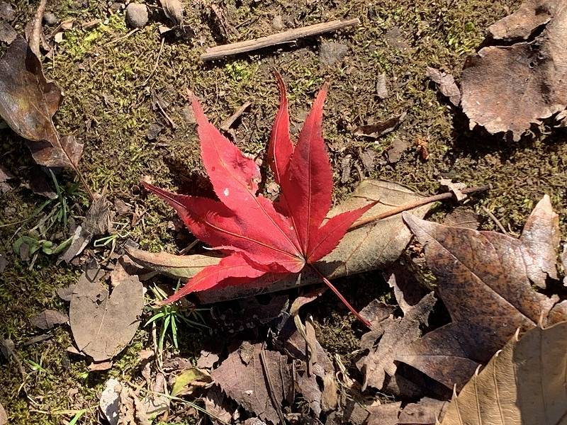今年の紅葉、必見です!!の写真