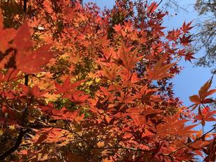 季節の花が見頃です
