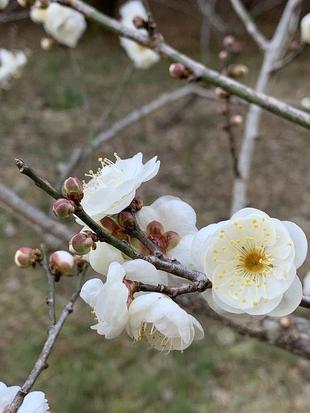ウメ　開花情報