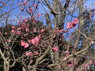 あけましておめでとうございます