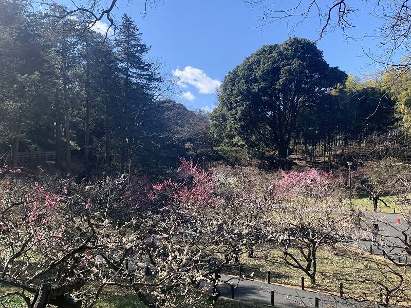 ウメが見頃ですの写真