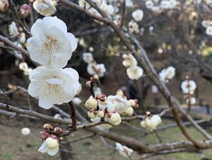 ウメ　開花情報