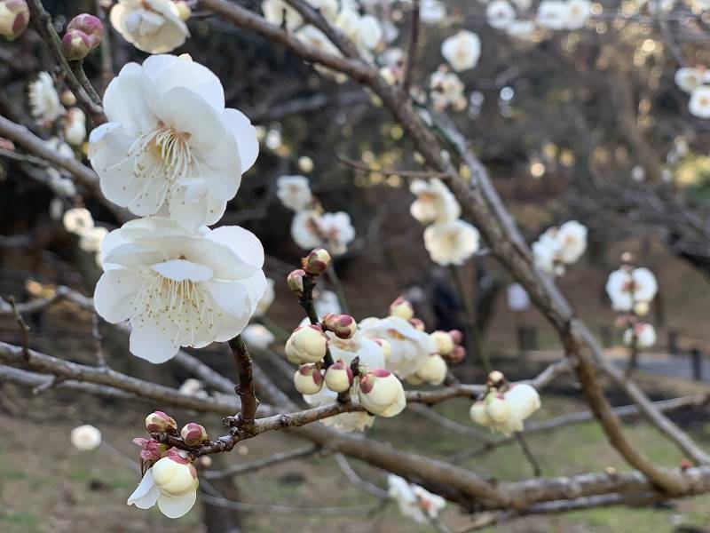 ウメ 開花情報の写真