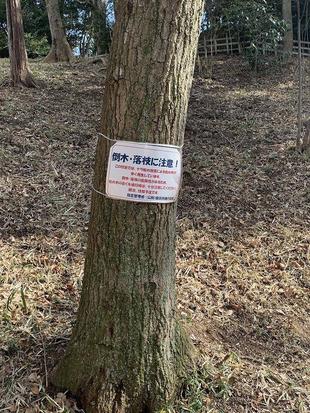 カシノナガキクイムシ