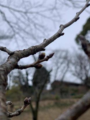 桜の開花情報をスタートします