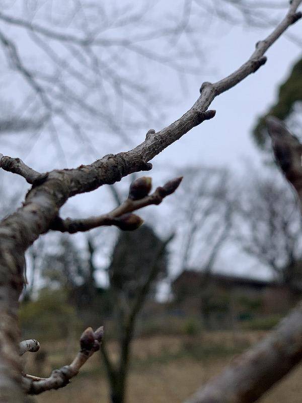 桜の開花情報をスタートしますの写真