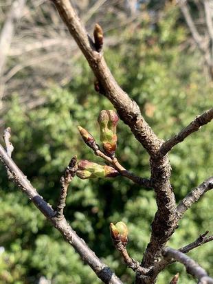 児童遊園地　桜開花情報［3月14日］