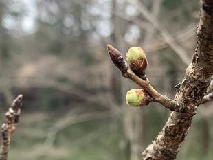 児童遊園地　桜開花情報　［3月7日］