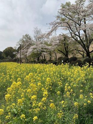 児童遊園地　桜開花情報［3月30日］