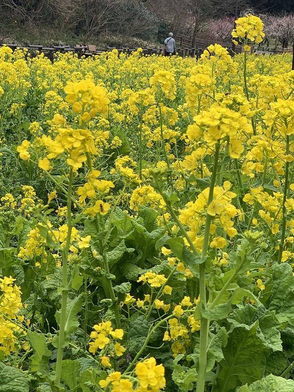 梅園&菜の花畑の写真