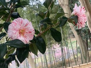 早春の花が咲きはじめました