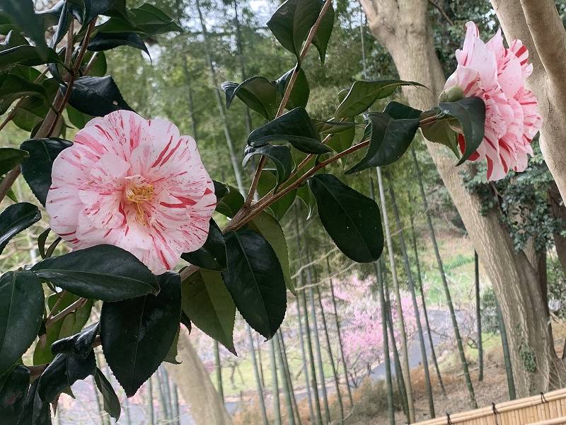 早春の花が咲きはじめましたの写真