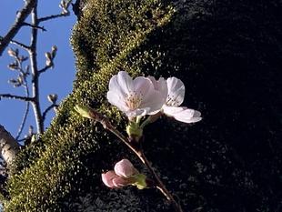 児童遊園地　桜開花情報［3月17日］
