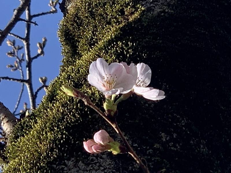 児童遊園地　桜開花情報［3月17日］の写真
