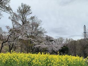 児童遊園地　桜開花情報［3月25日］