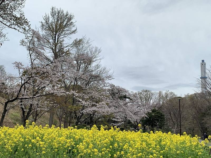 児童遊園地　桜開花情報［3月25日］の写真