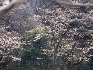 児童遊園地　桜開花情報［3月22日］