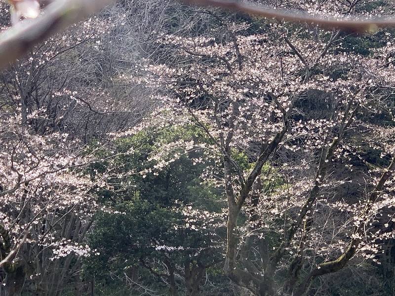 児童遊園地　桜開花情報［3月22日］の写真