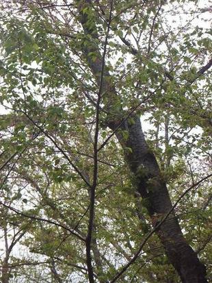 児童遊園地　桜開花情報［4月4日］