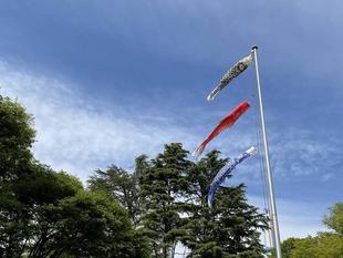 およげ！こいのぼり