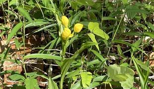 春の林の中で、花が咲きはじめました