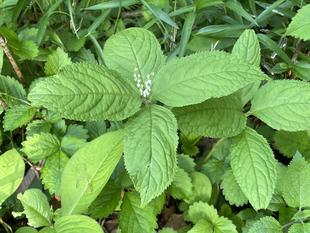 フタリシズカ　みーつけた！