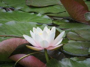 水辺にスイレン