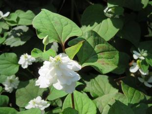 八重のドクダミ