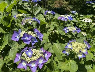 アジサイ咲いてます