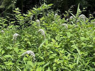 オカトラノオが咲きました！