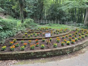 夏花壇ができました。