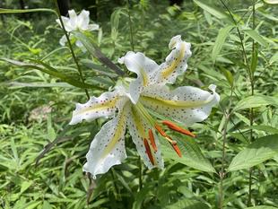 ヤマユリの季節到来