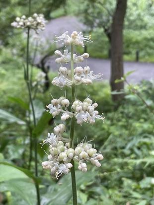 日陰で涼しげ　白い花