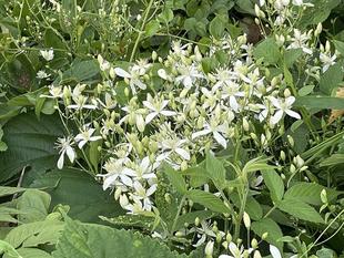 ヤブの中には・・・・