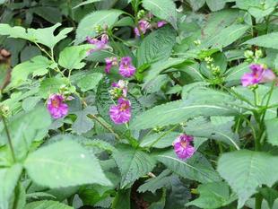 ツリフネソウ咲き出しました。