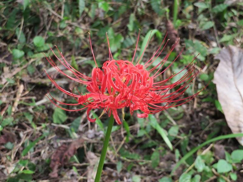 ヒガンバナ咲き始めました。の写真