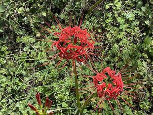 ヒガンバナ満開です