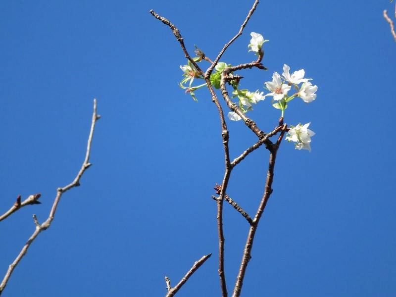 アレ? 桜咲く・・・の写真