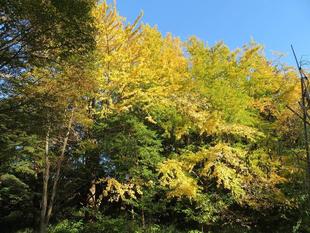 秋、色づいてきました。