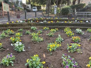 花壇、植え替えました。